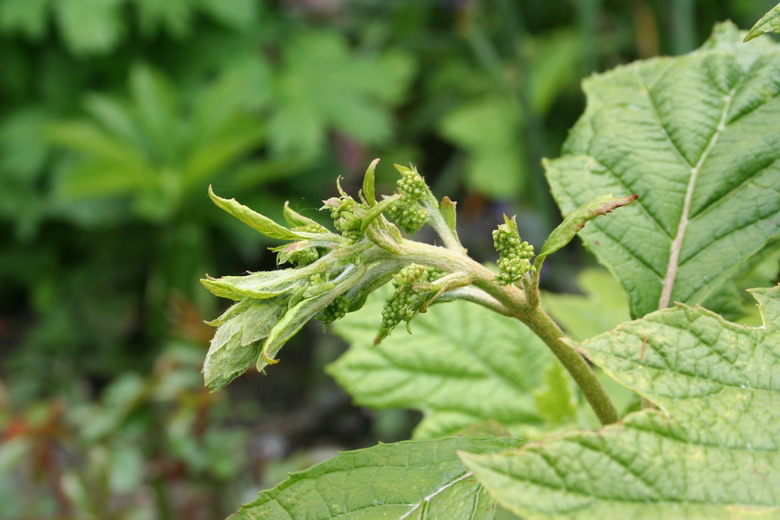 hydrangea quercifolia