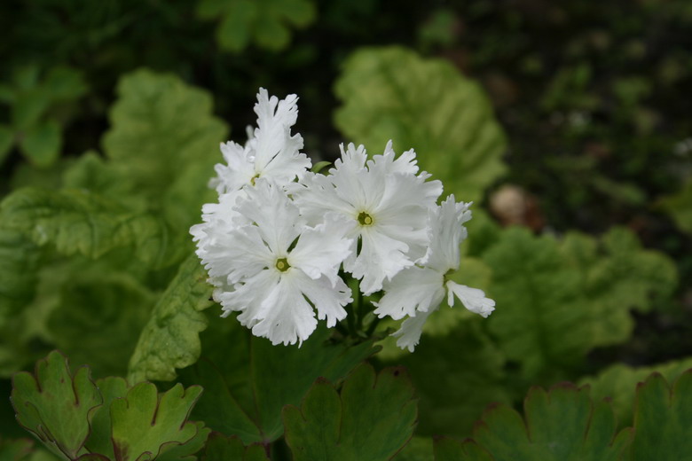 primevere sieboldii "Queen of White"