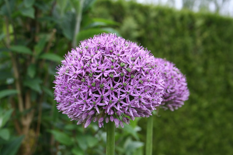 allium