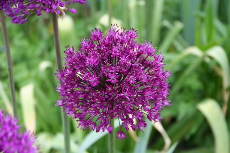 allium