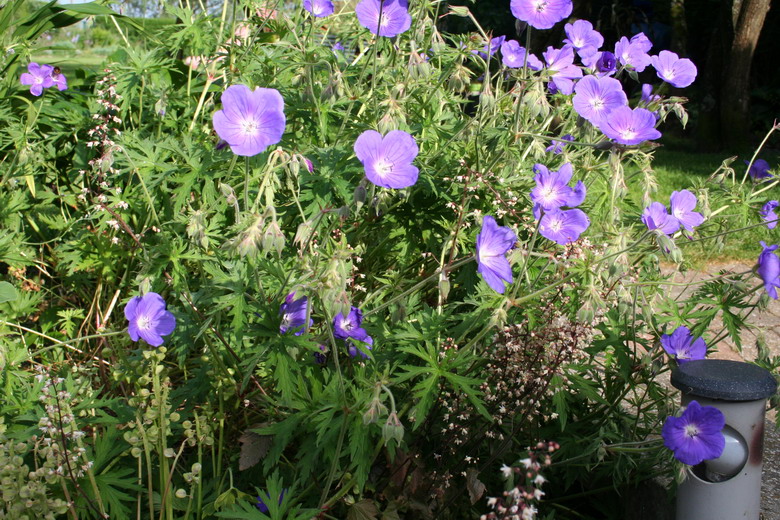 geranium