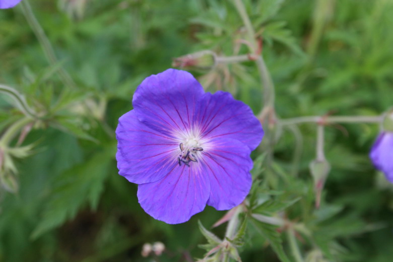 geranium