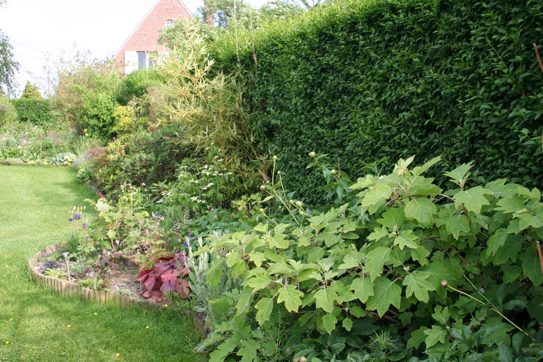 hydrangea quercifolia