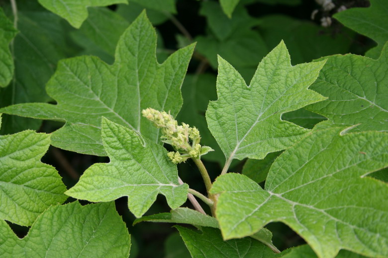 hydrangea quercifolia