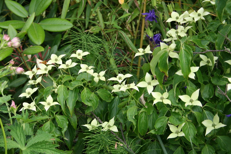 cornus kousa