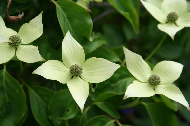 cornus kousa