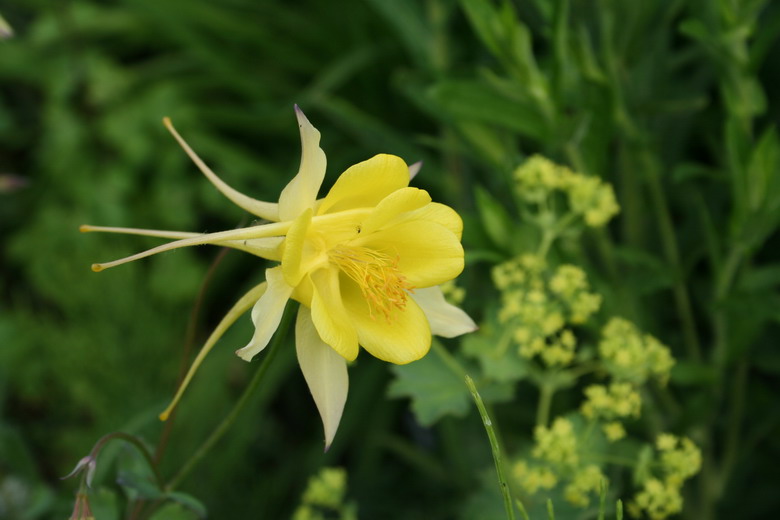 ancolie yellow queen