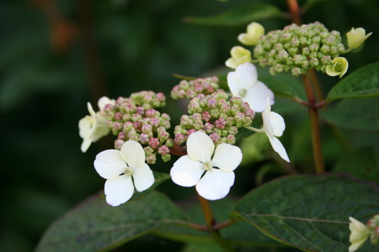 hortensia