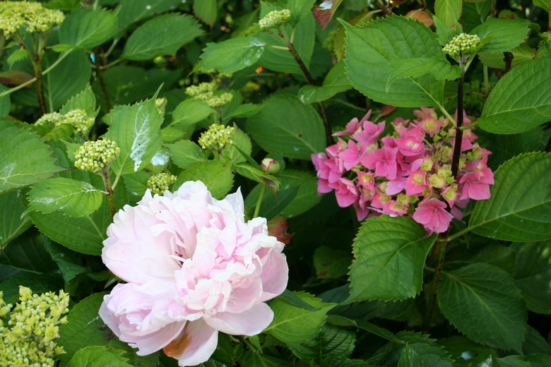 hortensia