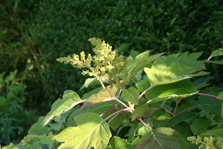 hortensia