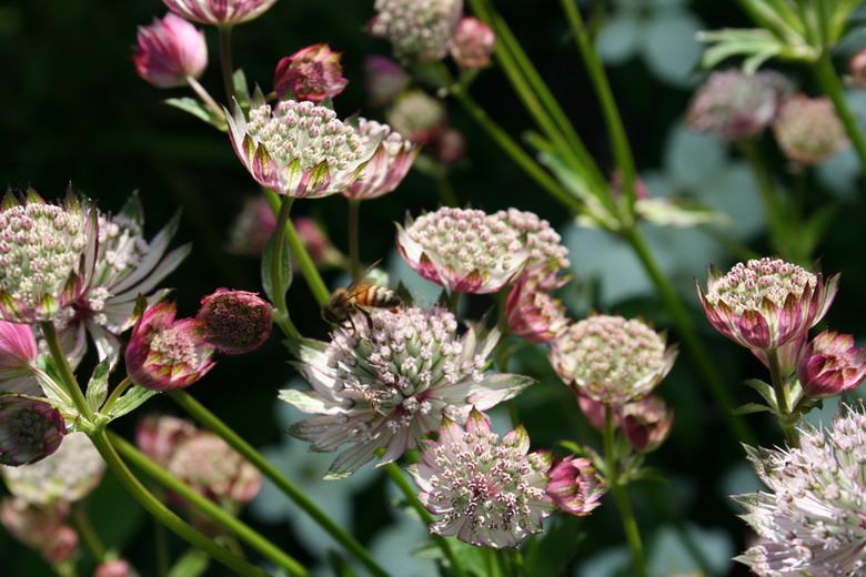 astrantia