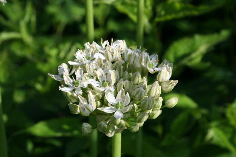 allium blanc