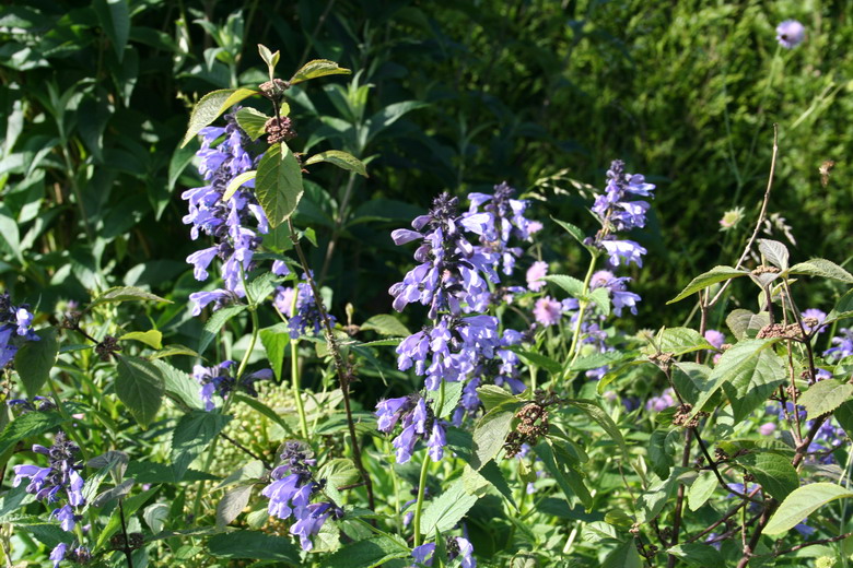 nepeta