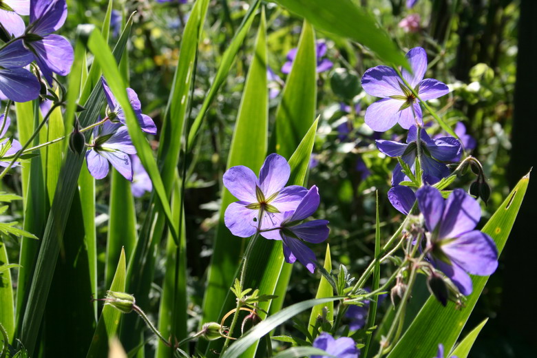 geranium