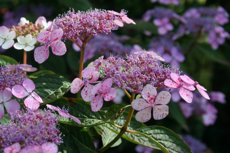 Hydrangea serrata "Blue bird"