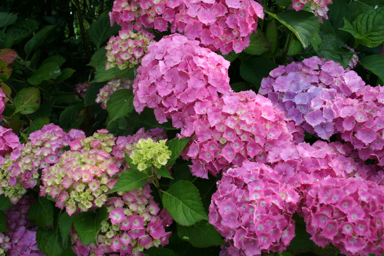 hortensia rose