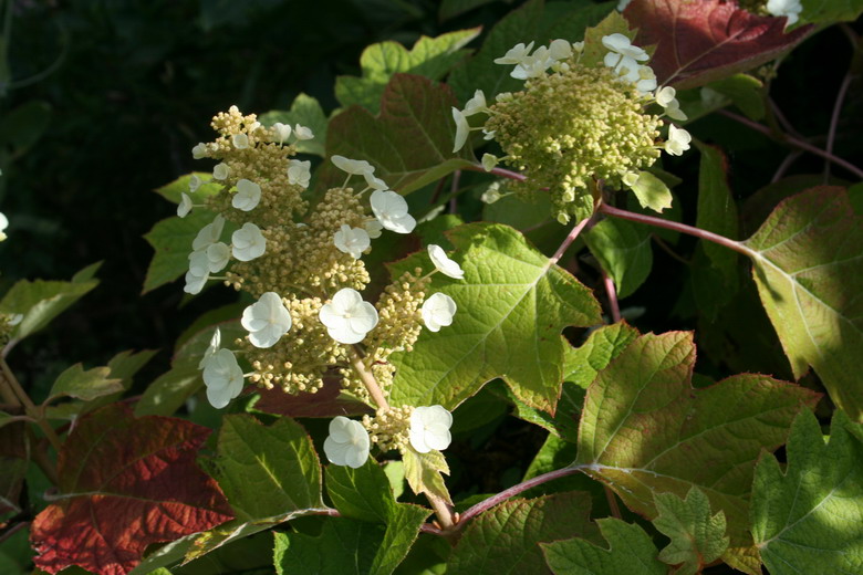 hydrangea quercifolia