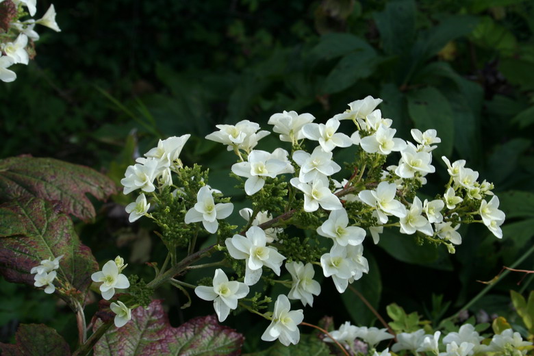 hydrangea quercifolia "Snow flake"