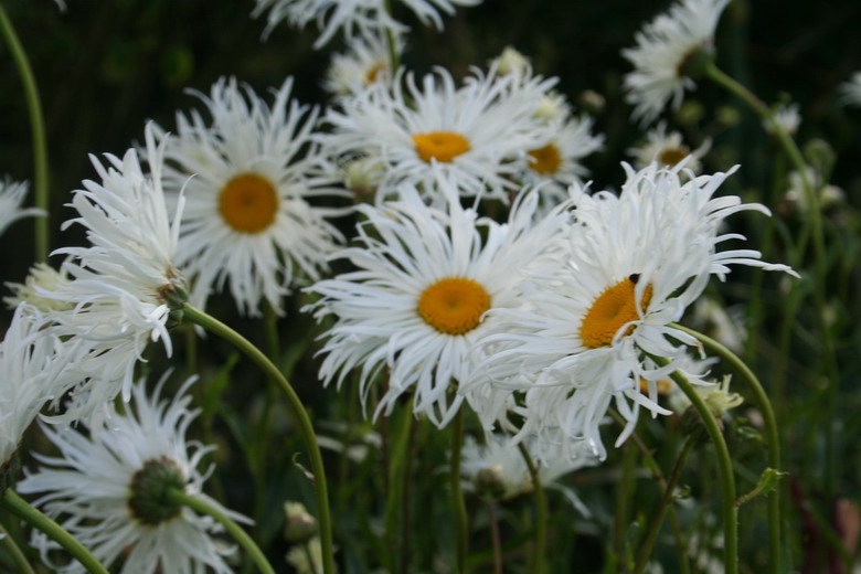 marguerite