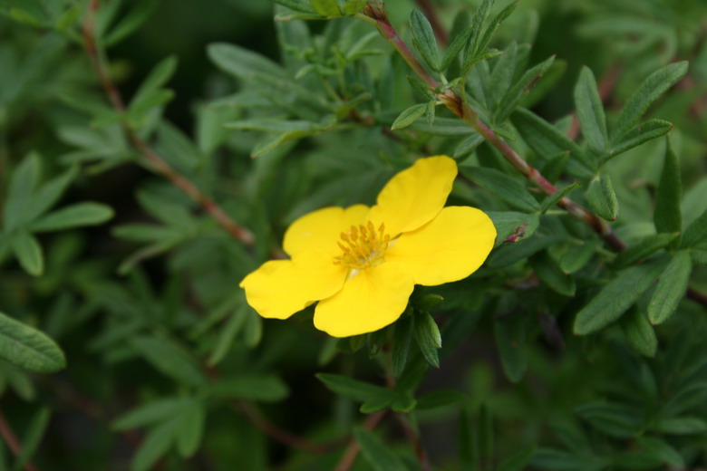 fleur jaune