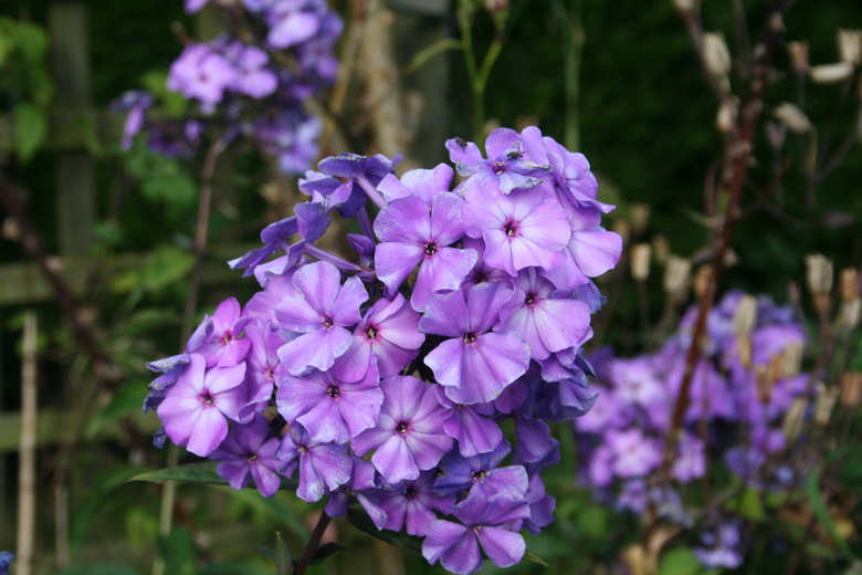 phlox blue paradise