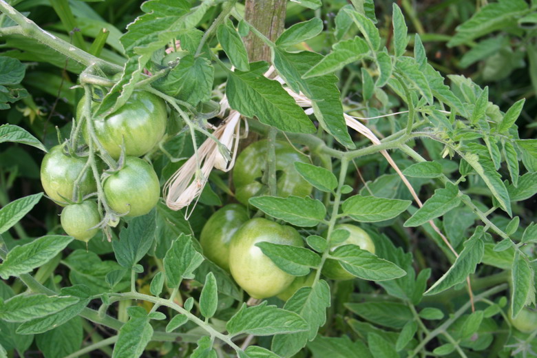 tomates