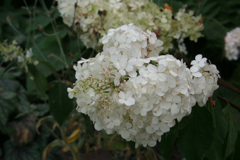 hydrangea Vanille-Fraise