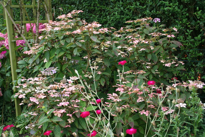 hydrangea Blue bird