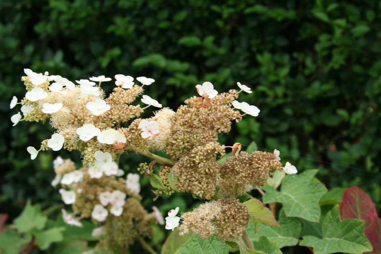 hydrangea quercifolia