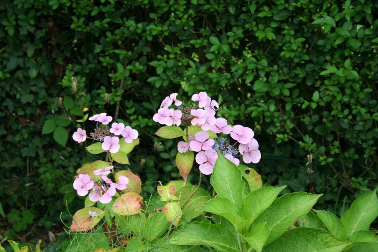 hydrangea macrophylla