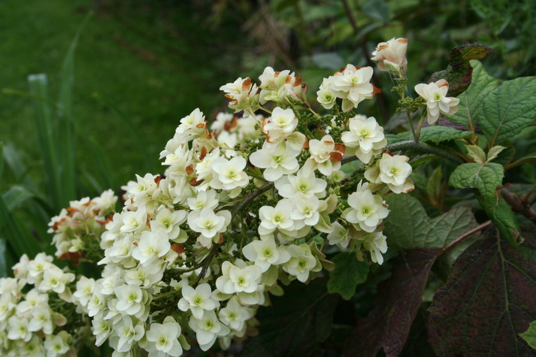 quercifolia Snow Flake