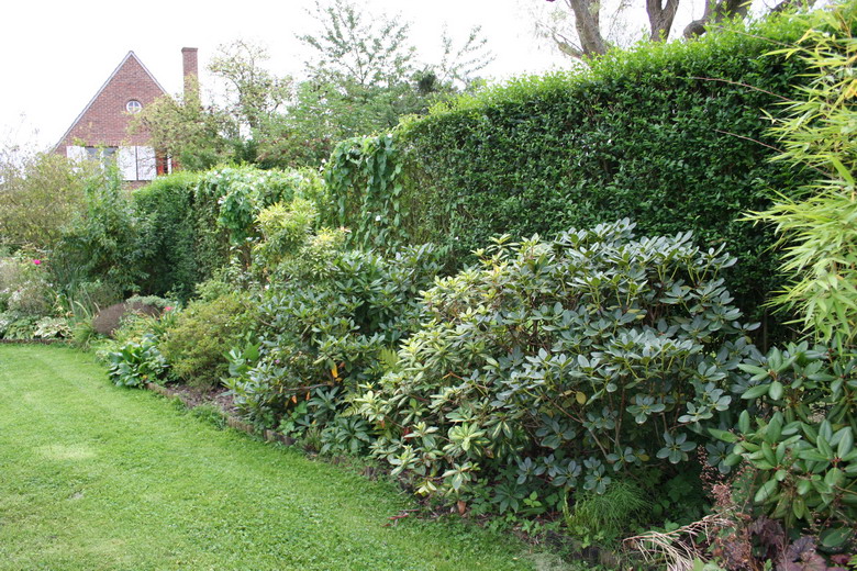 les rhododendron