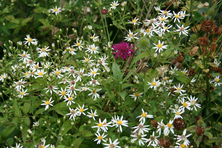 aster divaricatus