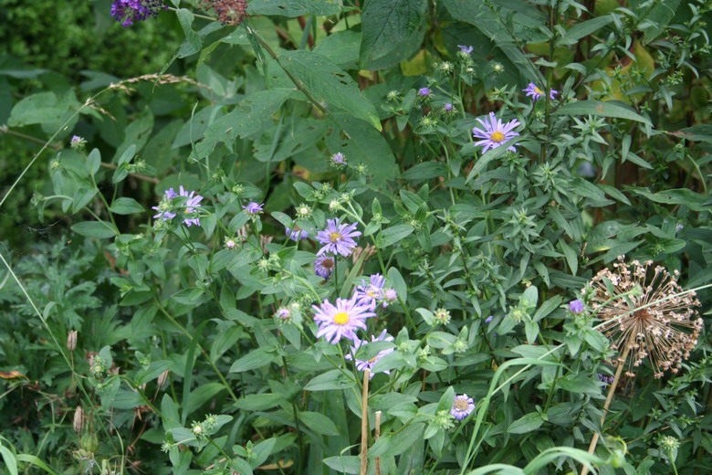 aster fricartii