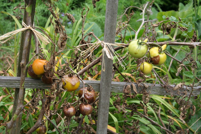 tomates