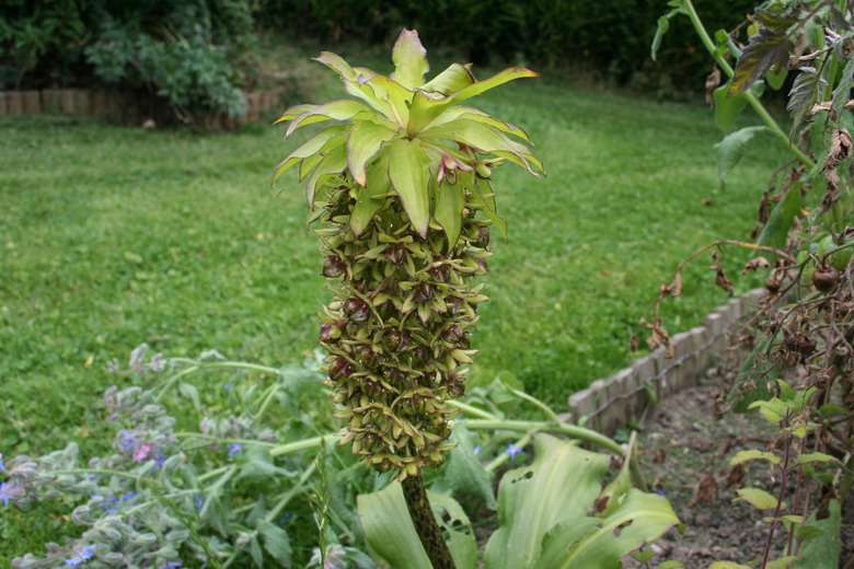 eucomis