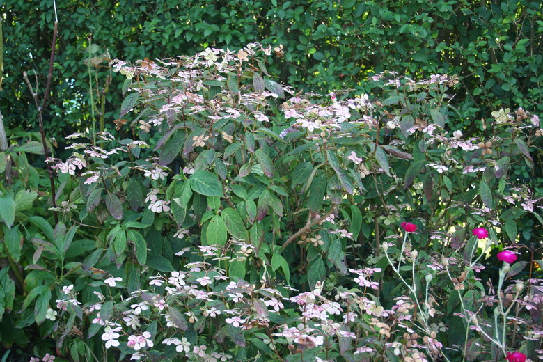 hydrangea "Blue bird"