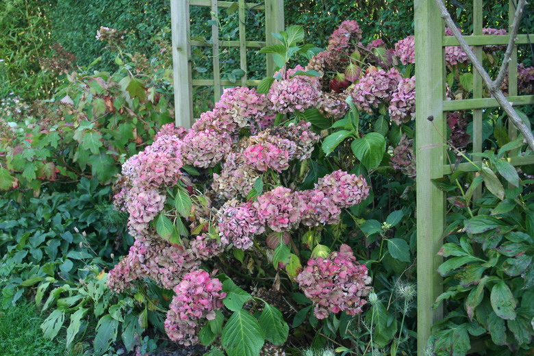 hortensia rose