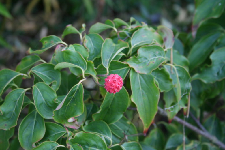 Cornus