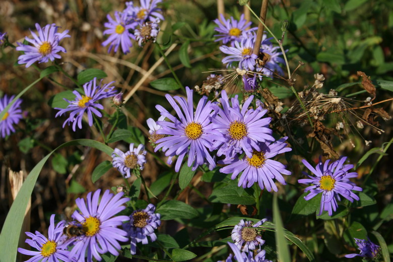 aster frikartii