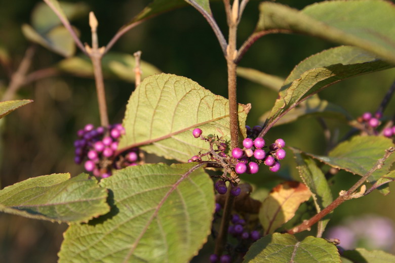 callicarpa