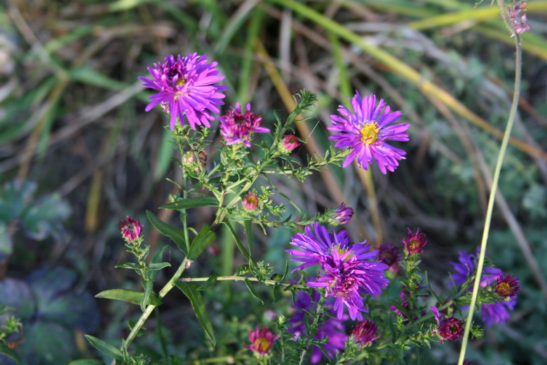 aster fuldatal