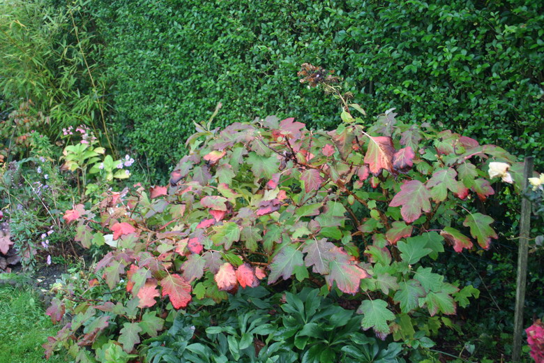 hydrangea quercifolia