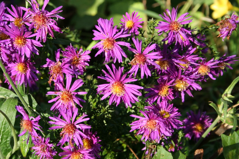 aster "fuldatal"