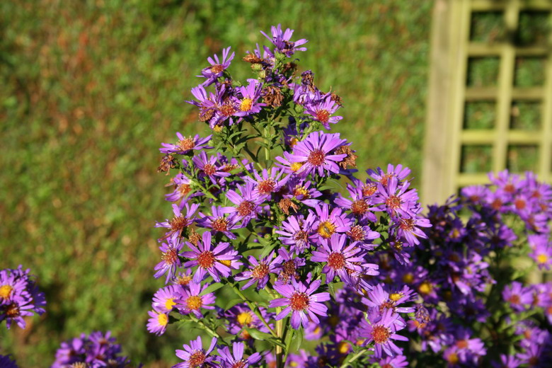 aster mauve