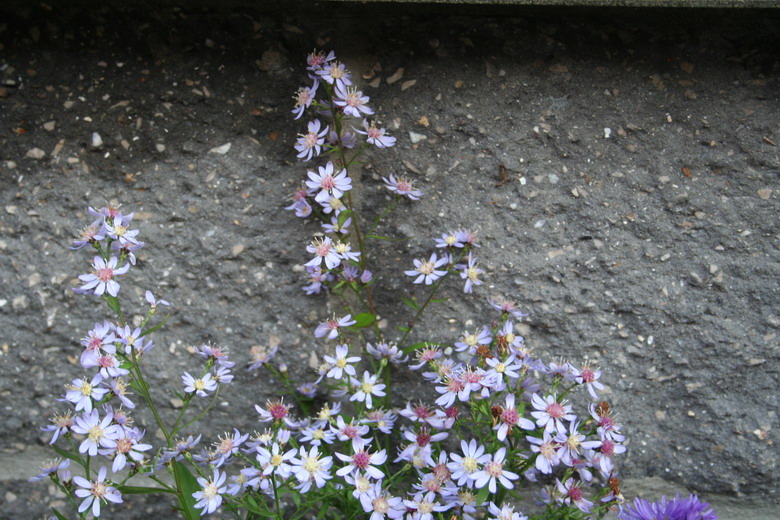 aster cordifolius "Blütenregen