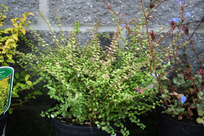 ligustrum