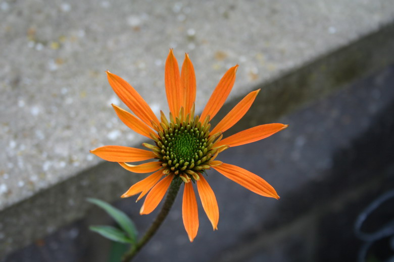 echinacea