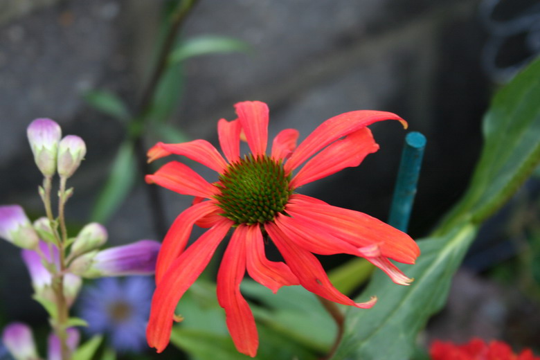 echinacea