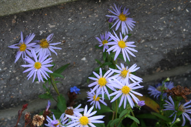 aster ageratoides "Eleven Purple"